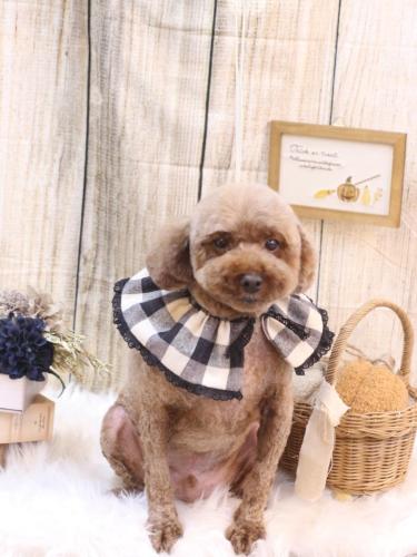 20241024くぅくん